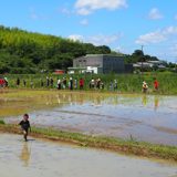 武豊町の田植えイベントで、参加者が青空の下の水田に並んで苗を植えている (2026年6月・トクイテン撮影)