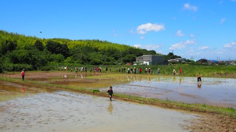 武豊町の田植えイベントで、参加者が青空の下の水田に並んで苗を植えている (2026年6月・トクイテン撮影)