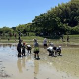 武豊町の田植えイベントで、参加者が手で苗を植えている (2026年6月・トクイテン撮影)