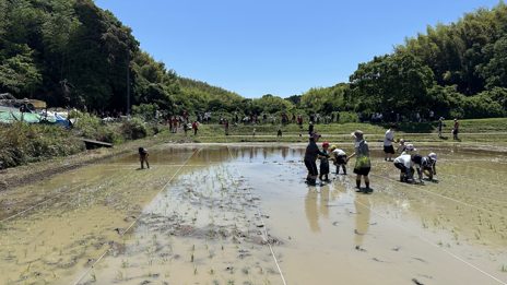 武豊町の田植えイベントで、参加者が手で苗を植えている (2026年6月・トクイテン撮影)